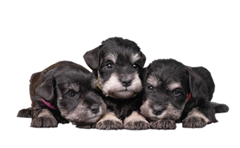 Посмотреть помёты