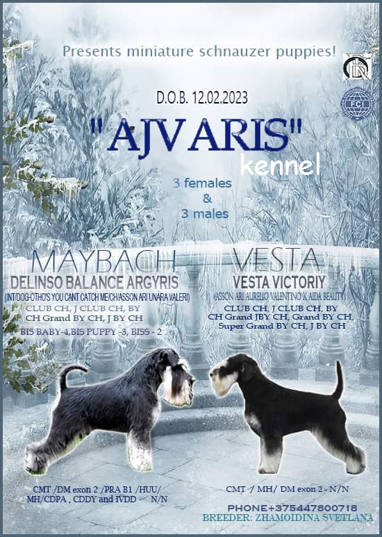 Цвергшнауцеры Минска - щенки Цвергшнауцер купить питомник